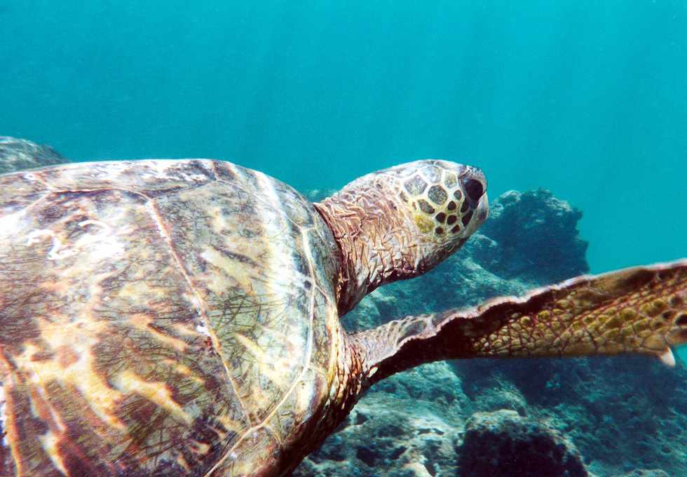 closeup of turtle swimming away