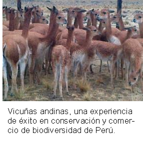 Vicuñas andinas, una experiencia de éxito en conservación y comercio de biodiversidad de Perú.