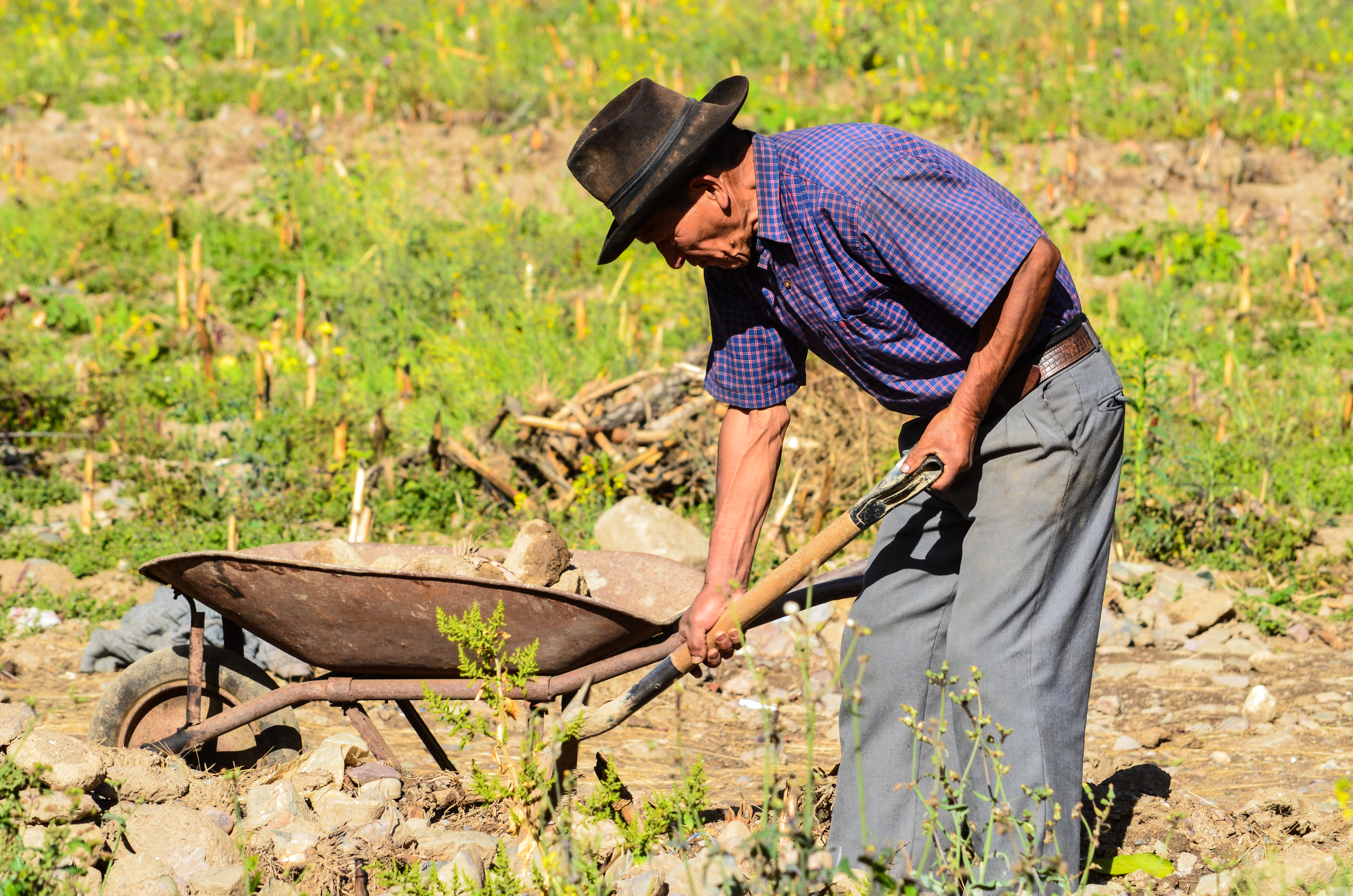 Older person working in the field