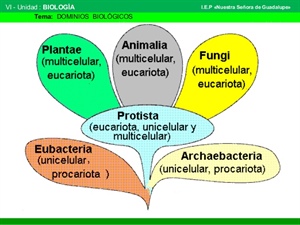 Investigación sobre características de los reinos biológicos.