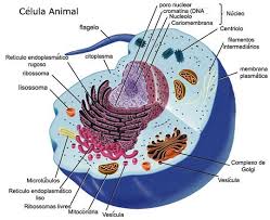 Propiedades y Organización de la vida (Dominio, Reino, Estructura Celular- célula animal y vegetal)
