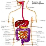 Sistema Digestivo Humano.