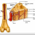 Fisiología ósea