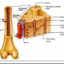 Fisiología ósea