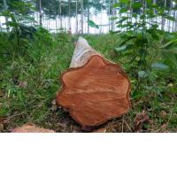 Oferta: Gestión del aprovechamiento de plantaciones forestales y sistemas agroforestales a nivel nacional mediante la emisión de licencias de aprovechamiento forestal